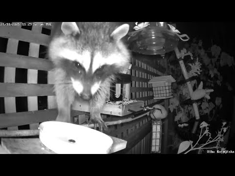 Видео: 🦝🦝🦝 Єноти онлайн / чекаємо на єнотів #raccoon  #online  #cam
