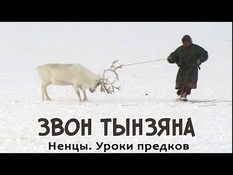 Видео: Ненцы.  Уроки предков.  Звон тынзяна.