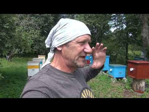 Видео: Соболь и мёд. Выставил ловушки .