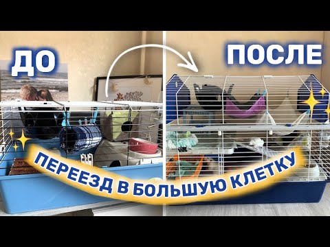 Видео: МОИ КРЫСЫ СЪЕХАЛИСЬ😅 РАССКАЗЫВАЮ КАК МОИ КРЫСЫ ПОДРУЖИЛИСЬ