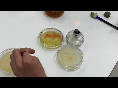 Видео: Посев истощающим штрихом на чашку Петри