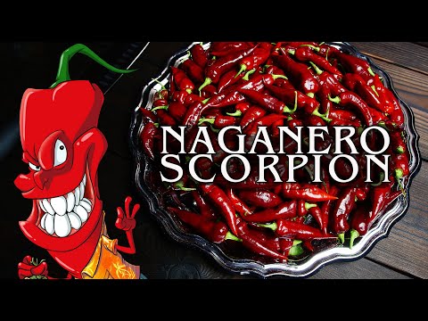 Видео: Сверхострый перец на органике. Naganero Scorpion.
