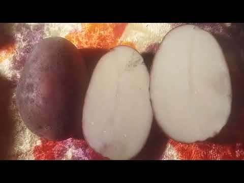 Видео: Високоврожайні  ранньостиглі сорти картоплі,які ми вирощували в 2024році.