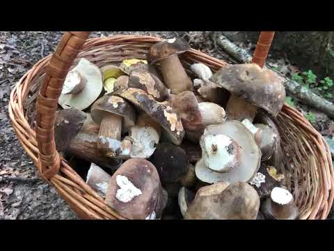 Видео: Білих грибів дуже дуже багато. Boletus edulis