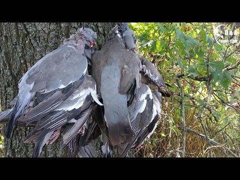 Видео: Хорошая разведка=НОРМА за ТРИ ЧАСА. Охота на вяхиря в подсолнухе. Wood pigeon.