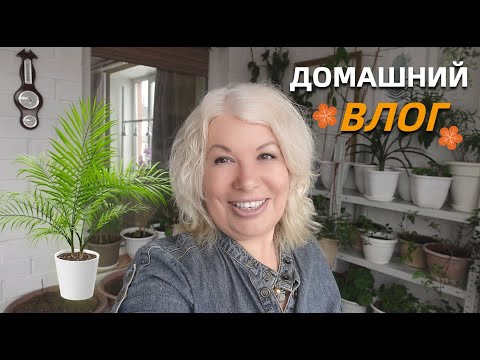 Видео: Готовлю лоджию для рассады/Как вырастить финики/Привезла из Таиланда косточки личи@SubTatiana