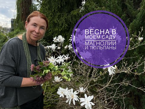 Видео: Весна в моем саду. Магнолии и тюльпаны