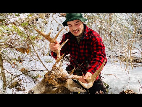 Видео: Отслеживание гигантского оленя в Большом лесу