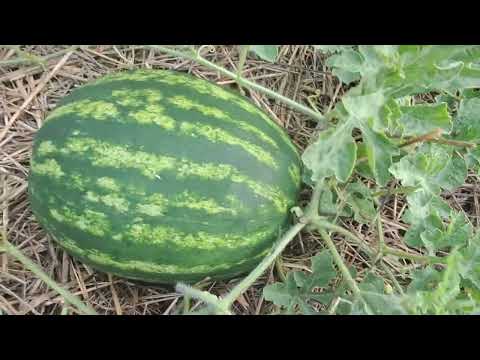 Видео: Як визначити, чи дозрів кавун. Помилки при вирощуванні дині