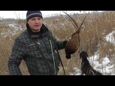 Видео: КУРЦХААР АЛТАЙ -НАТАСКА ПО ФАЗАНУ 8 МЕСЯЦЕВ.