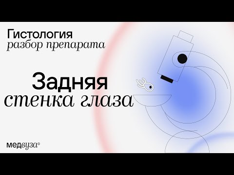 Видео: ЗАДНЯЯ СТЕНКА ГЛАЗА | Разбор гистологического препарата