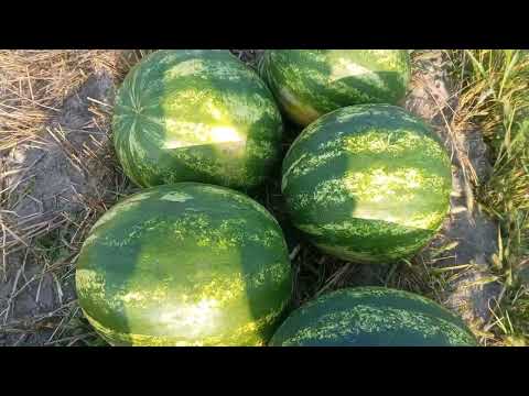 Видео: 🍉🍈 Кавуни на Поліссі. Збір ультроранніх гібридів та які є за розміром кавунів у Рівненській області.