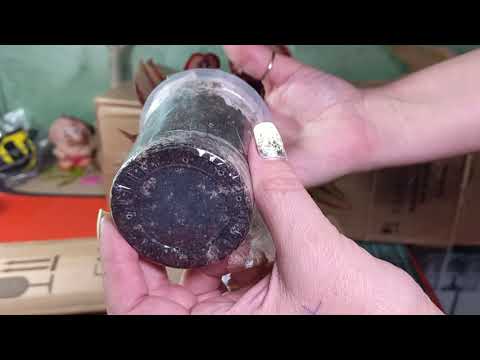 Видео: Посылочка с бегониями из Воронежа👍😍