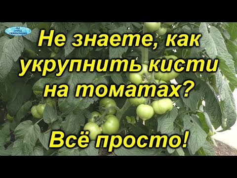 Видео: Именно эта подкормка даёт урожай крупных томатов!