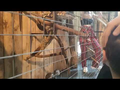 Видео: " Крокодиловая ферма " город Коломна