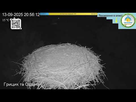Видео: UA 🔴Прямий ефір White Stork Live Трансляція з гнізда лелек в Національному парку Пирятинський #bird