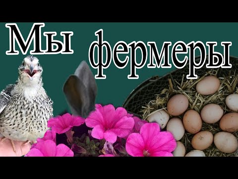 Видео: Наша МИНИ-ФЕРМА // Уехали в Геленджик // Одна на даче