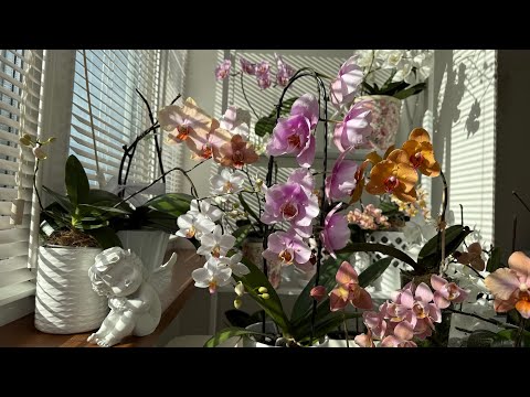 Видео: Октябрь Цветущие🦋. Smoky pink, Филадельфия старого образца. И снова новые Цветоносы. Lottery Prince🦋