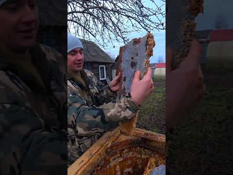 Видео: ПЧЕЛЫ ПРОПАЛИ. РАЗОБРАЛ КОЛОДУ СПУСТЯ 4 ГОДА.