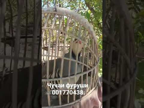 Видео: Чучаи фуруши 001770438