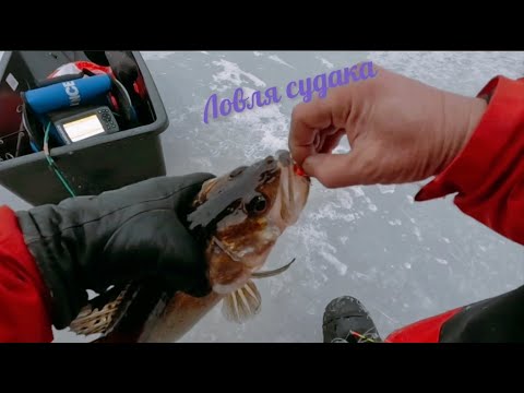 Видео: Зимняя рыбалка на судака в ФИНЛЯНДИИ.  #2025 #fishing #судак  #финляндия #kuha