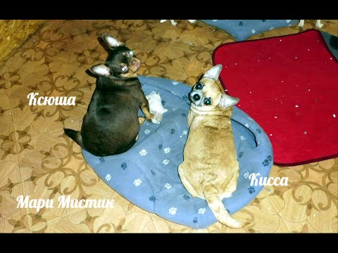 Видео: Как выбрать и купить ЗДОРОВОГО  щенка породы ЧИХУАХУА ?
