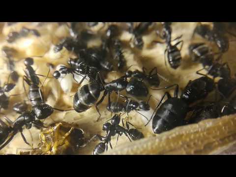 Видео: Первое знакомство. Колония Camponotus vagus. Некоторые особенности и ошибки