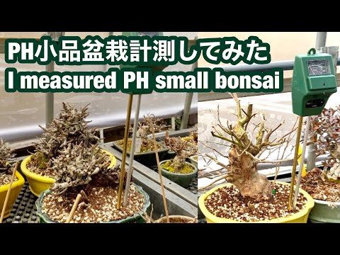 Видео: Измерение малых бонсай PH Бонсай из золотых бобов, бонсай из черной сосны, бонсай Химешара