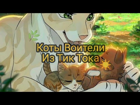 Видео: 🔥Подборка с тик Тока (Коты Воители)🔥