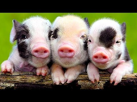 Видео: Самые необычные домашние животные. С веселым котом #Джемом