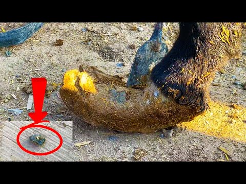 Видео: Спасите больного осла! Мастер разрезал копыто и нашел внутри большой камень!