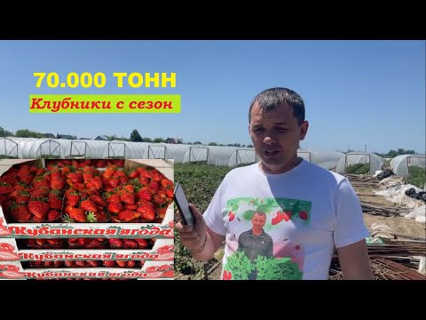 Видео: //Сезон клубники 2022/ Заработок/ Проблемы/ Успехи и Планы//