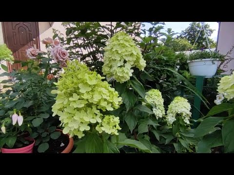 Видео: Результат низкой обрезки метельчатых гортензий 🌿🍃🌸🍃 и формирования в форме деревца 🍀🍀