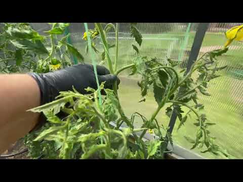 Видео: Формируем томаты. Сколько стволов оставить? Надо ли удалять пасынки?