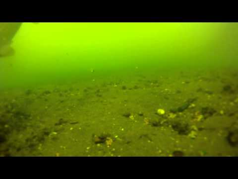 Видео: Ловля амура на камеру