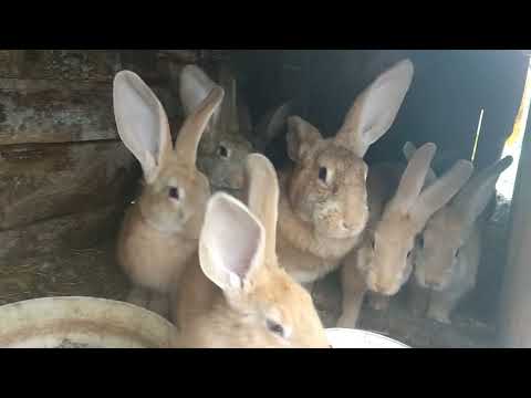 Видео: Новые клетки для кроликов