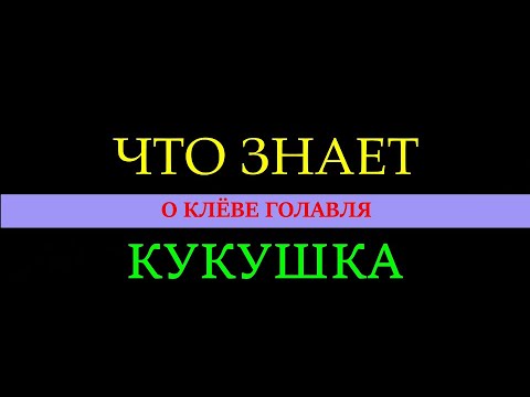 Видео: Спросил кукушку сколько голавлей поймаю