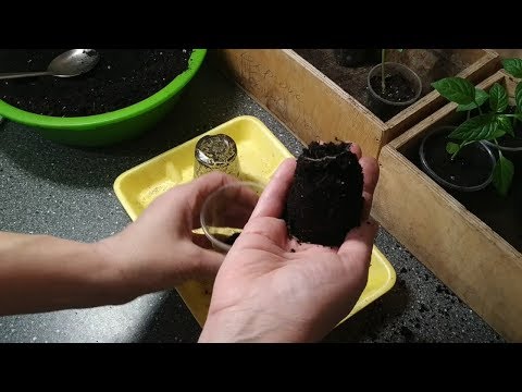 Видео: Выращивание перца. Что лучше перевалка или пикировка перца. Рассада вытянулась, что делать