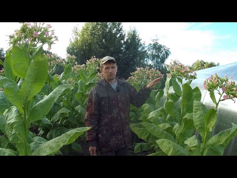 Видео: Машинка для  НАРЕЗКИ ТАБАКА и пришли болезни у Вирджинии...