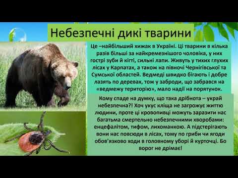 Видео: Я досліджую світ 2 клас Дикі тварини