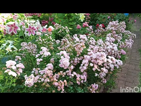 Видео: Почвопокровные розы -самая неприхотливая группа для Подмосковья.