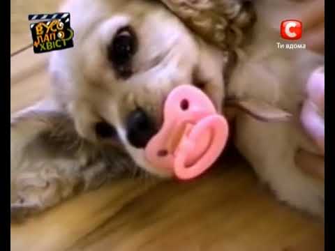 Видео: ВусоЛапоХвiст 43 випуск