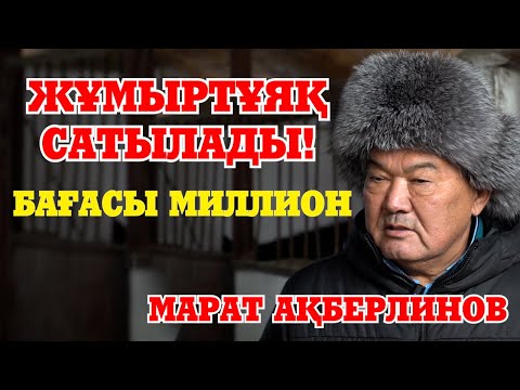 Видео: Жұмыртұяқ| Хамза| Шабандоз салмағы| Алтын тұғыр