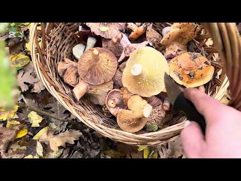 Видео: НУ НЕ ОТПУСКАЕТ МЕНЯ ЛЕС,😊РЫЖИКИ САМИ ПОД НОГИ ВЫПРЫГИВАЮТ😆🍄‍🟫👍!!! 2 часть