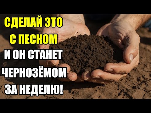 Видео: КАК Я СДЕЛАЛ УРОЖАЙ НА ПЕСЧАНОЙ ЗЕМЛЕ — БЕЗ УДОБРЕНИЙ И ХИМИИ!