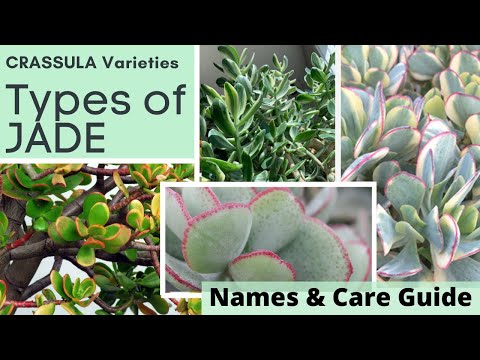 Видео: Виды толстянки (толстянки) Идентификация сортов | Названия и руководство по уходу с капризным цве...