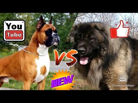 Видео: #Немецкий боксер против Кавказской овчарки// Animals Battle//