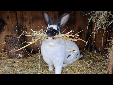 Видео: КРОЛЬЧИХА СТРОИТ ГНЕЗДО🐇КРОЛИКИ🐰ДЕРЕВНЯ💒🏡ГЕРМАНИЯ