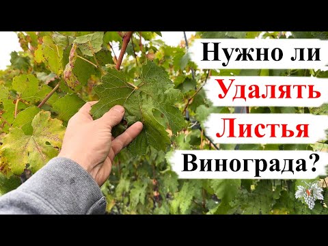 Видео: Нужно ли УДАЛЯТЬ ЛИСТЬЯ ВИНОГРАДА до их ПРИРОДНОГО ОПАДАНИЯ?