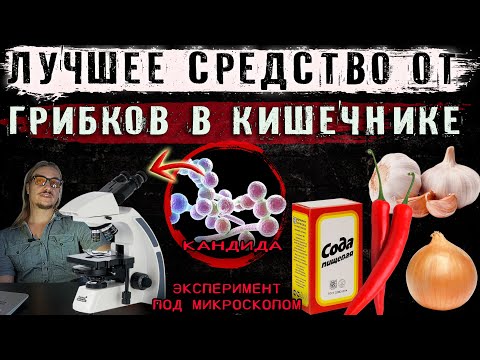 Видео: Лучшее средство от грибков в кишечнике. Полная версия эксперимента под микроскопом